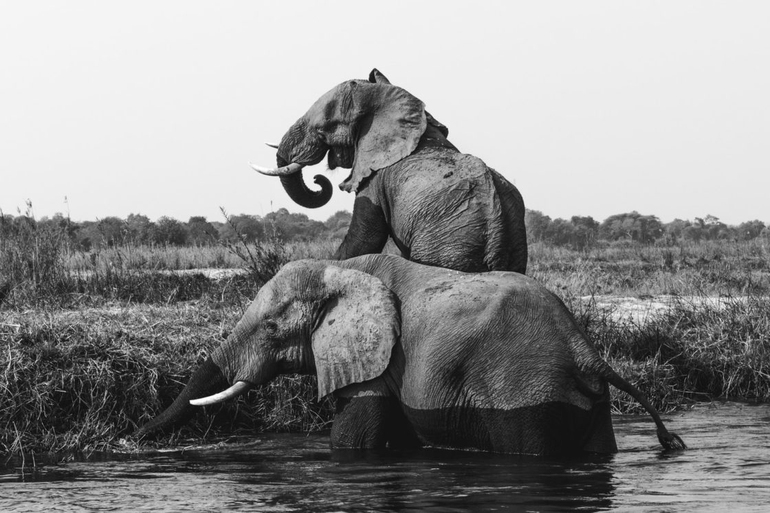wallpaper et fond d'écran éléphants nature savane