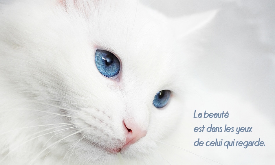 photo mots citation proverbe