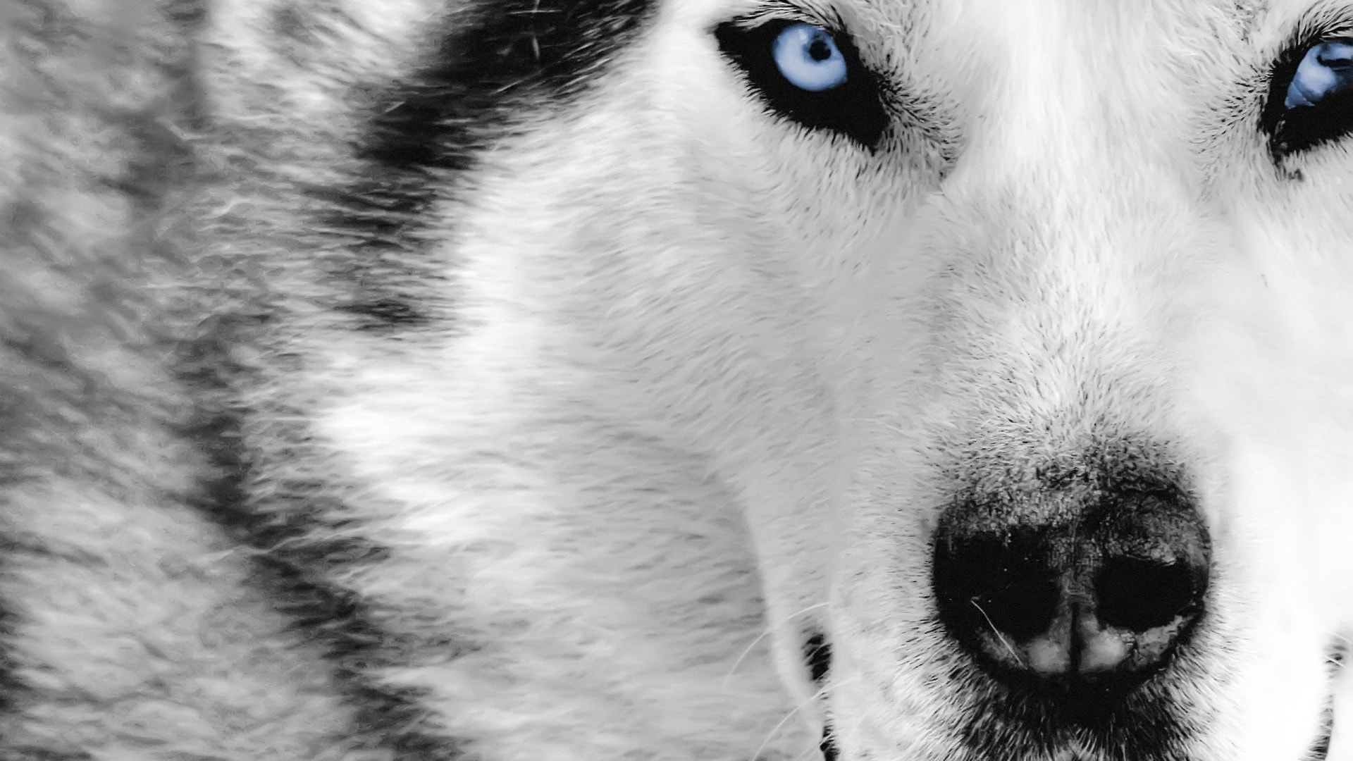 wallpaper et fond d'écran chien dog portrait animaux husky animals eye