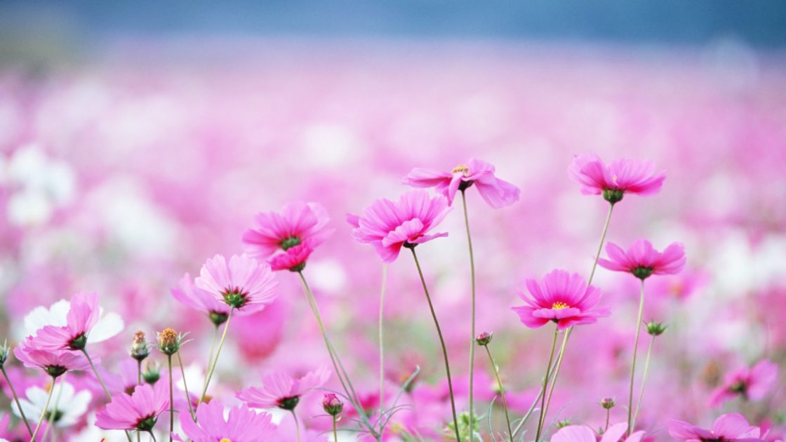 wallpaper et fond d'écran printemps fleurs