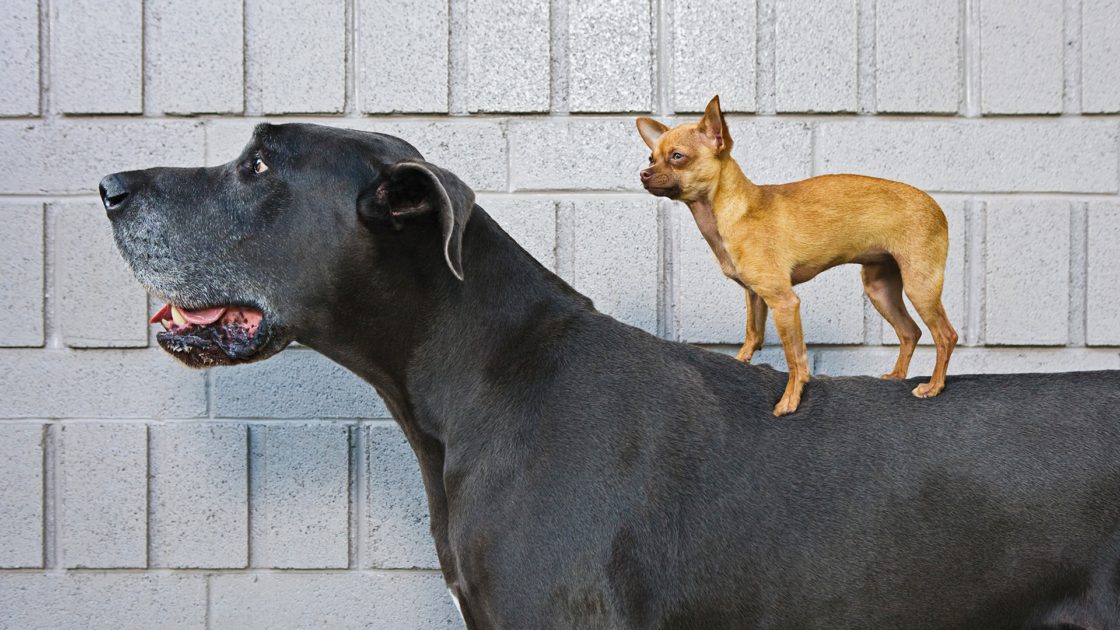 wallpaper et fond d'écran chiens animaux
