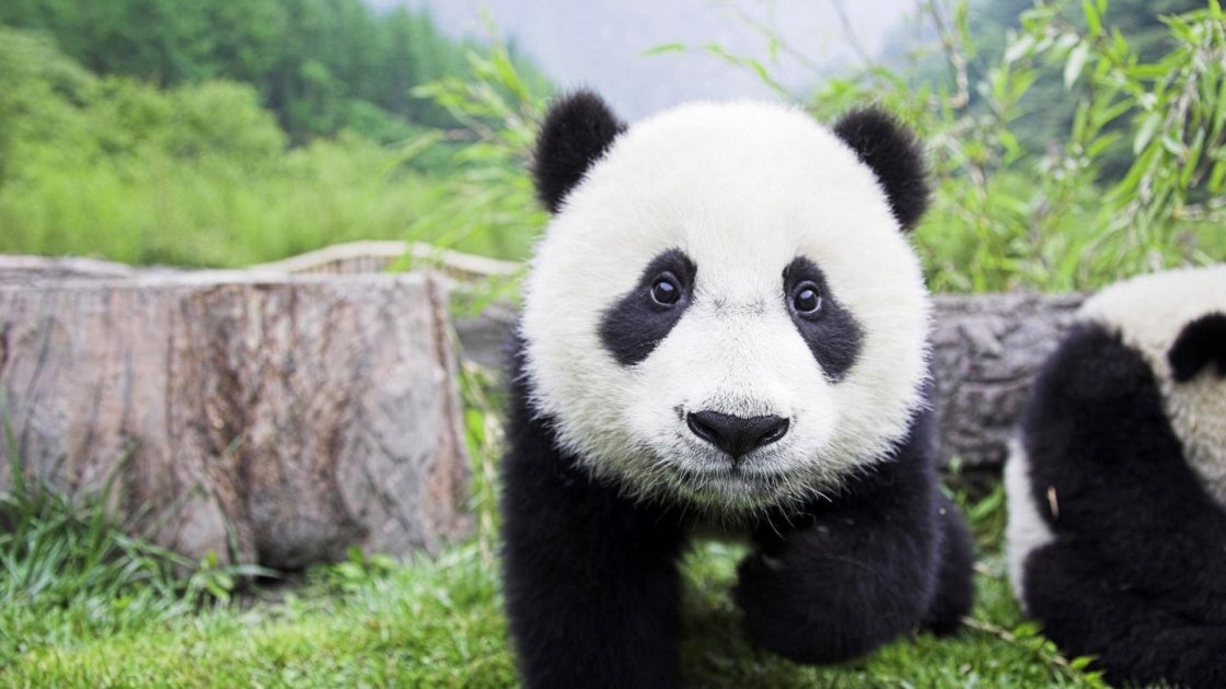 wallpaper et fond d'écran panda animal