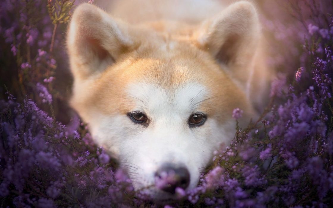 wallpaper et fond d'écran chien animal