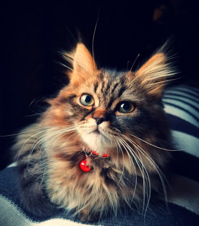 wallpaper et fond d'écran chat animal