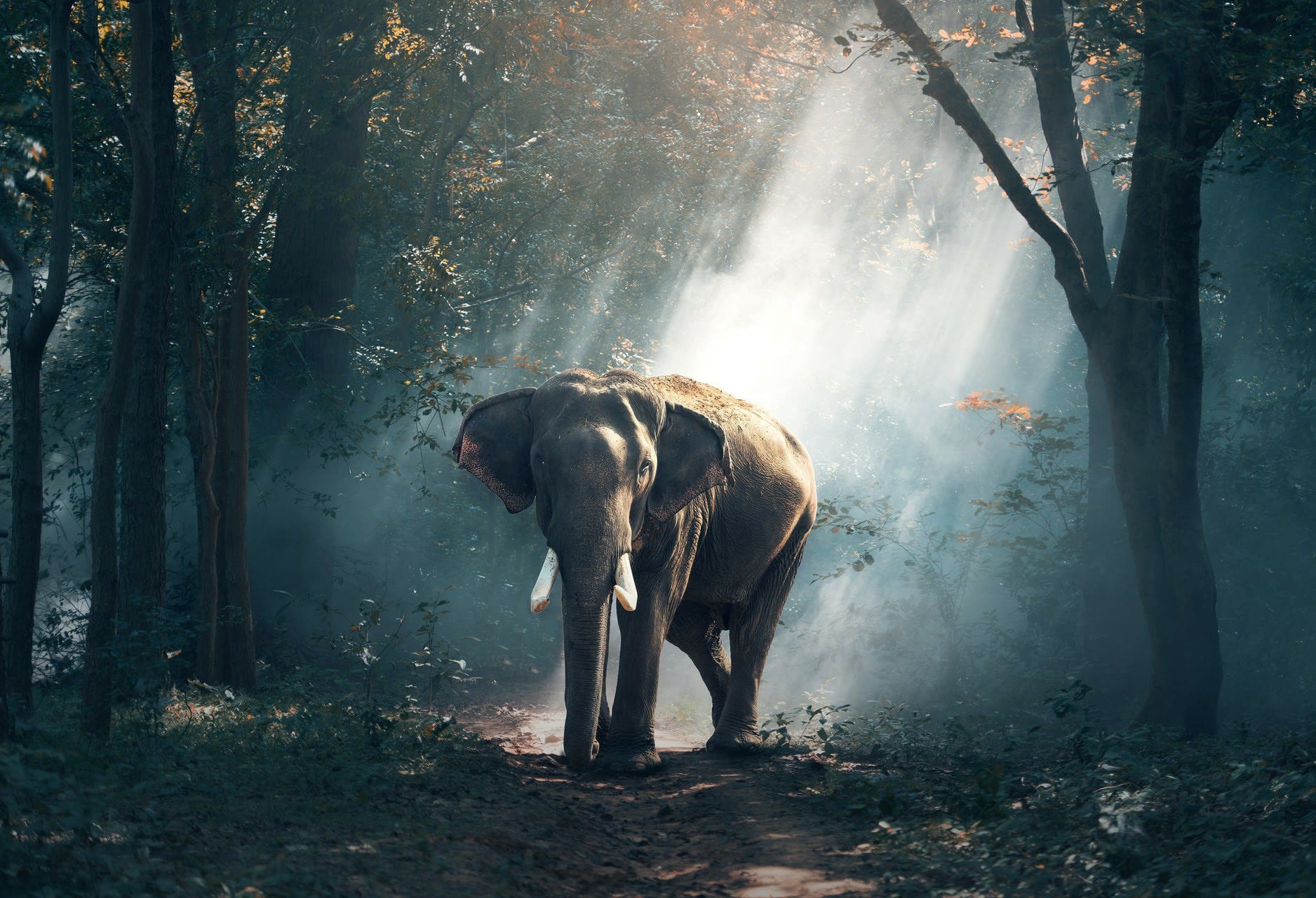walpaper et fond d'écran éléphant