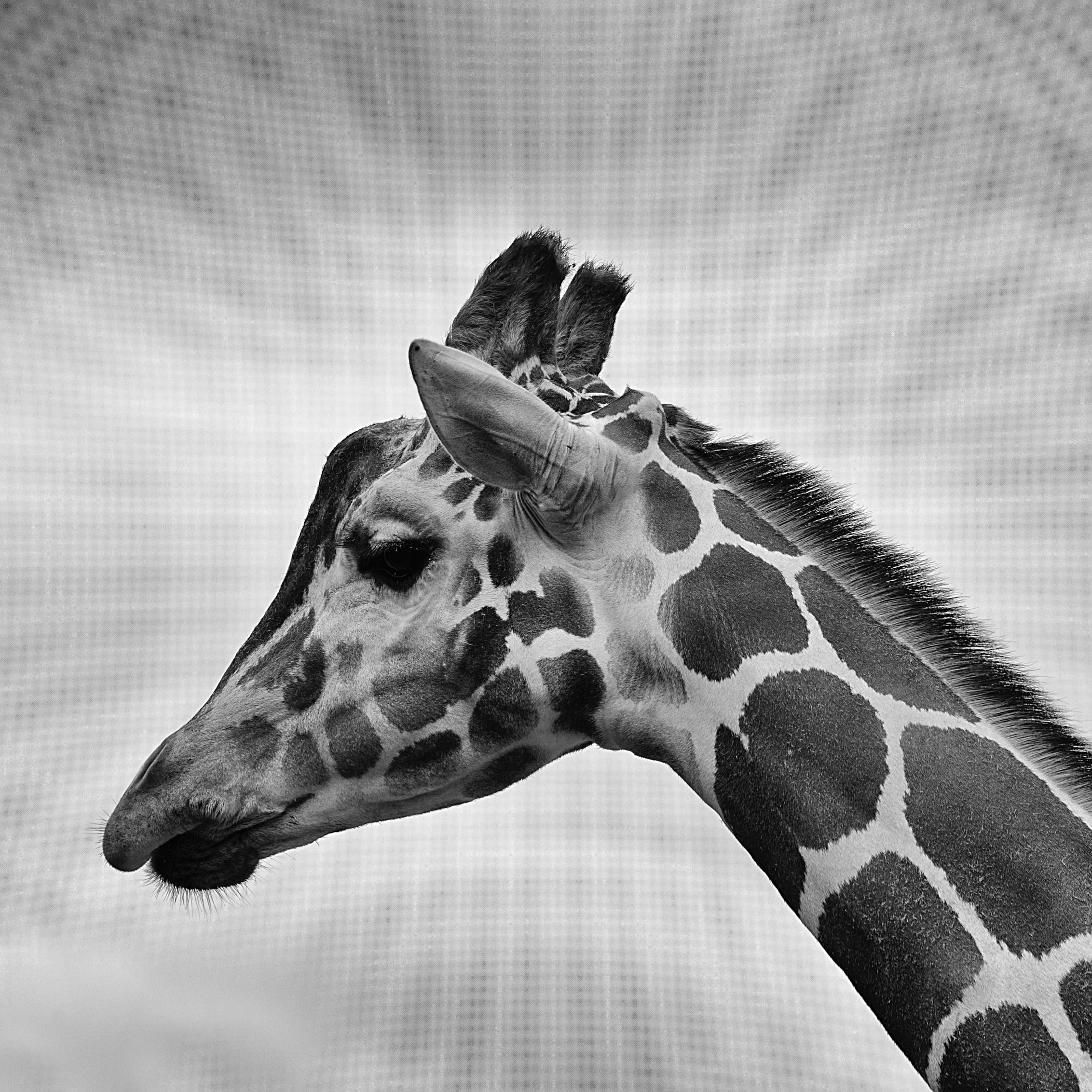 wallpaper et fond d'écran animal girafe