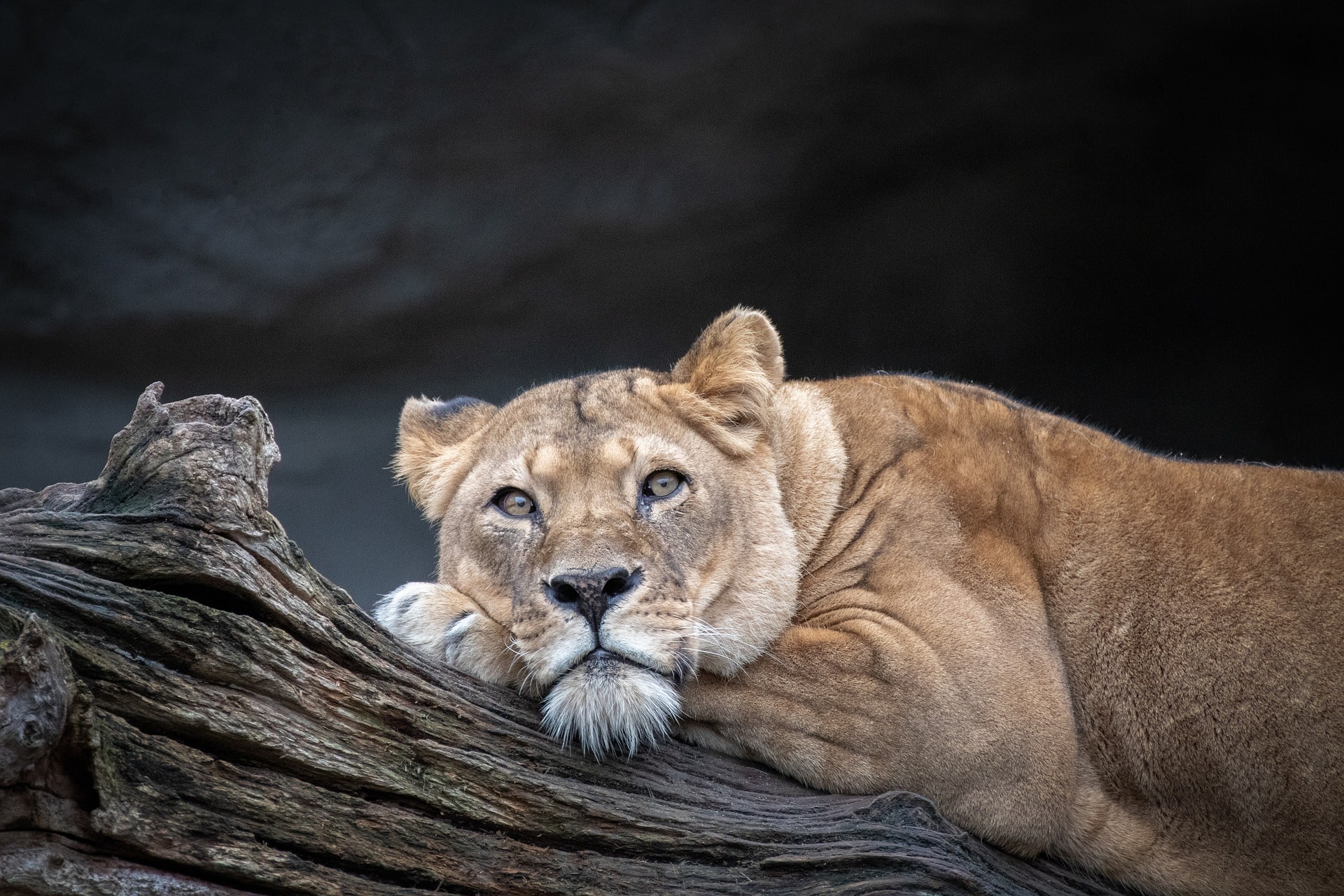 wallpaper et fond d'écran lionne animal félin