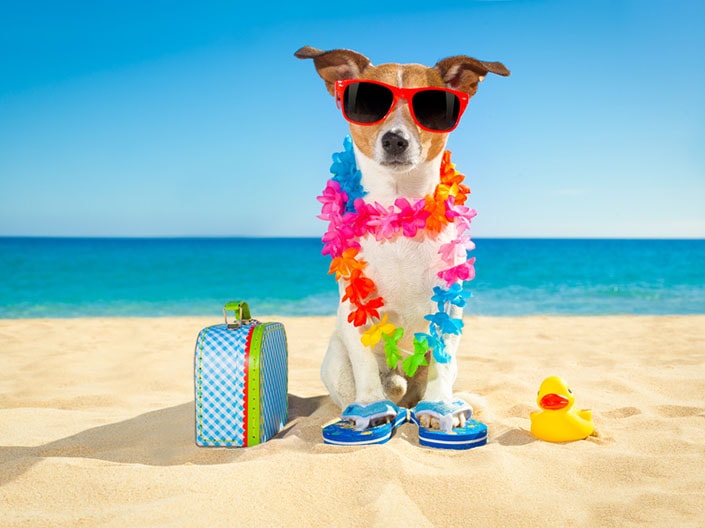 photographie chien été plage