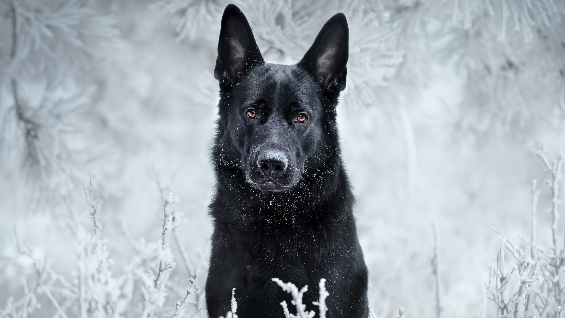 wallpaper et fond d'écran chien berger animal