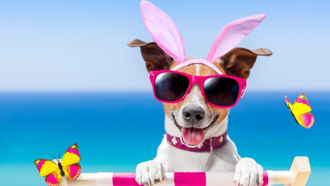 wallpaper et fond d'écran chien été humour