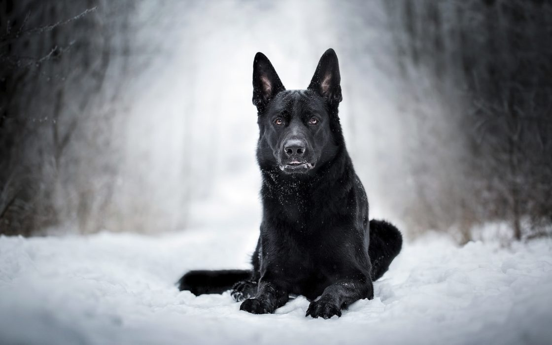 wallpaper et fond d'écran chien berger animal