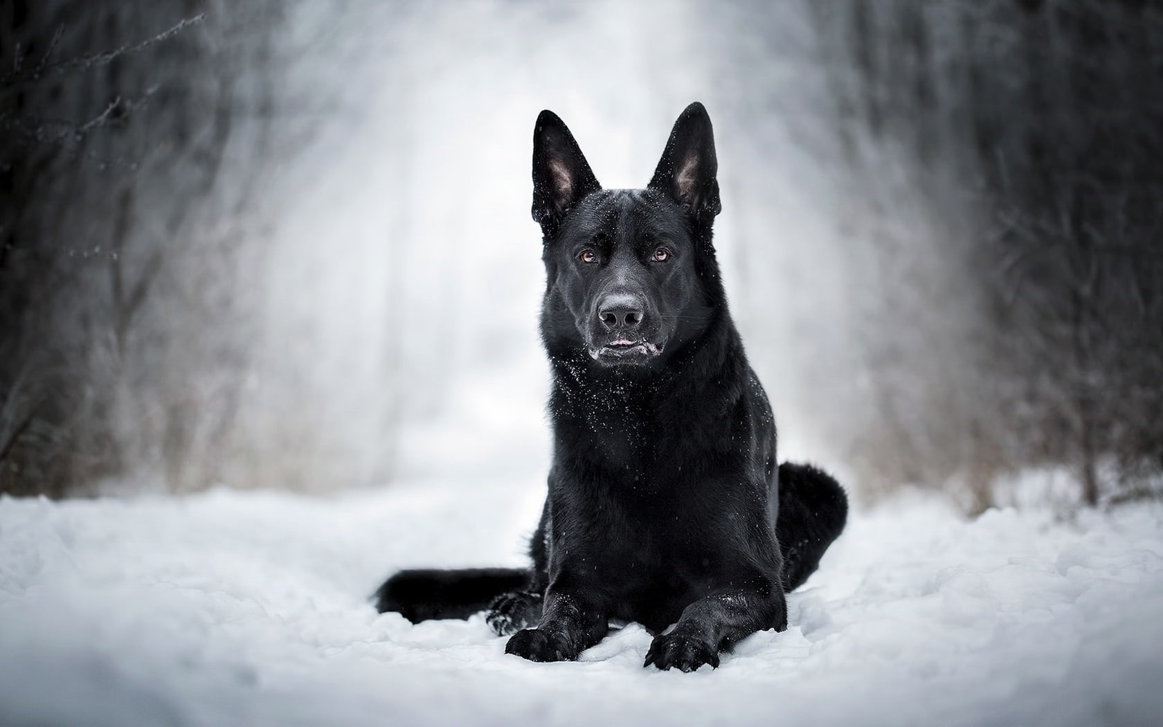 wallpaper et fond d'écran chien berger animal
