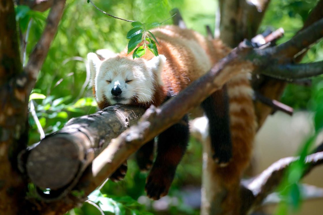 wallpaper et fond d'écran panda roux repos dormir animaux