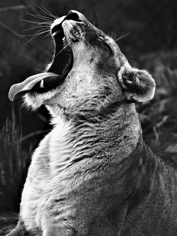 photographie lion rugir animal portrait noir et blanc