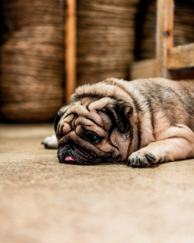 wallpaper et fond d'écran chien animal sieste dormir repos