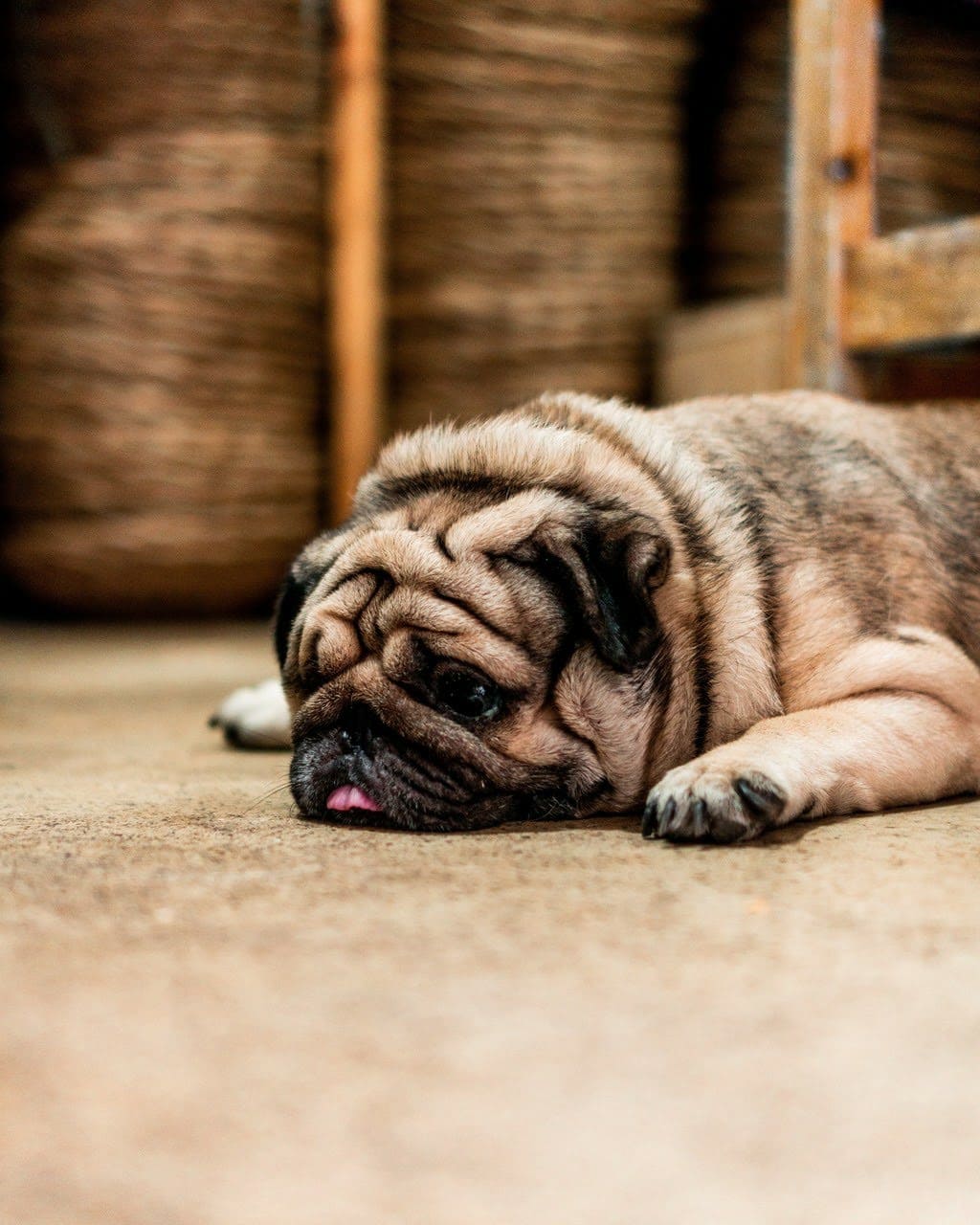 wallpaper et fond d'écran chien animal sieste dormir repos