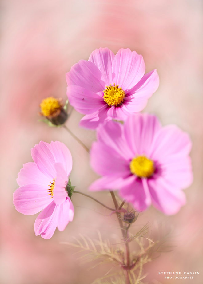 photographie fleurs nature fleuri jardin