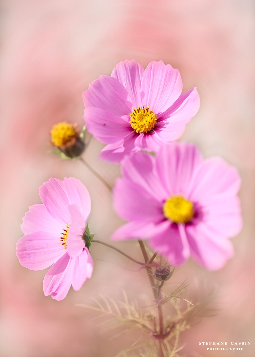 photographie fleurs nature fleuri jardin