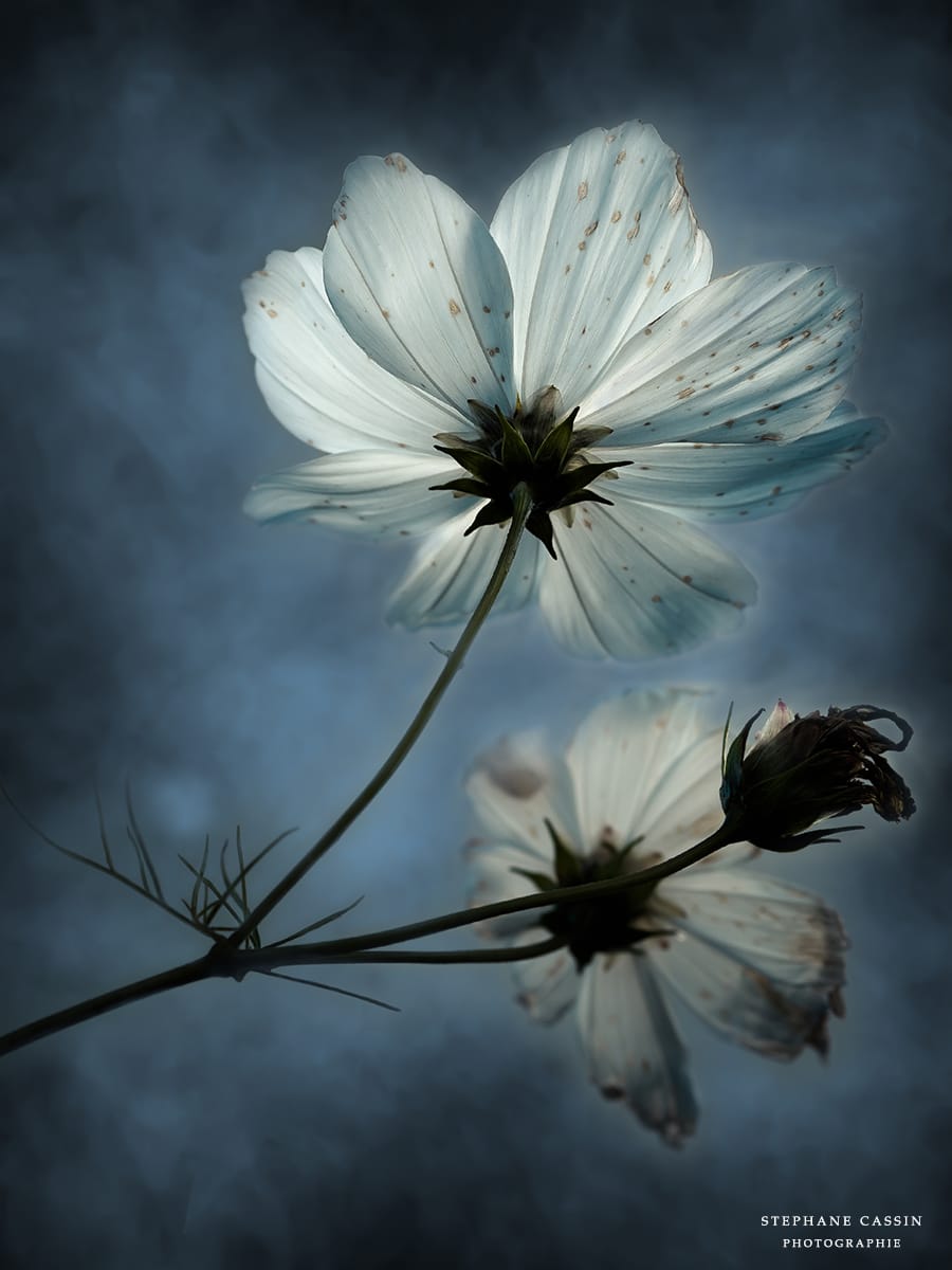 photographie fleurs nature macro fleuri jardin