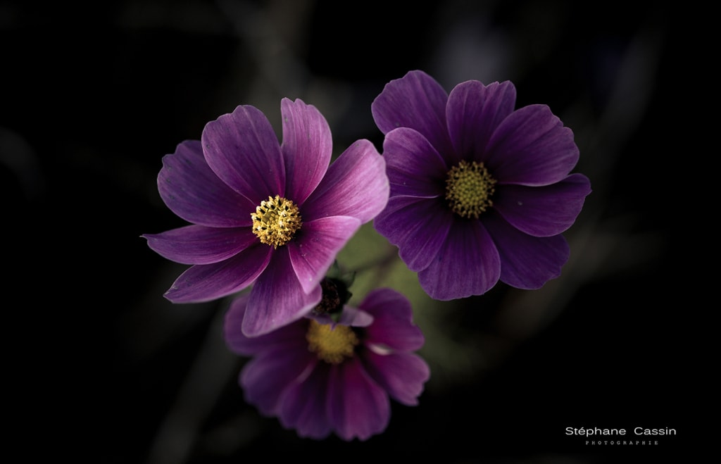 photographie fleurs cosmos jardin nature macro