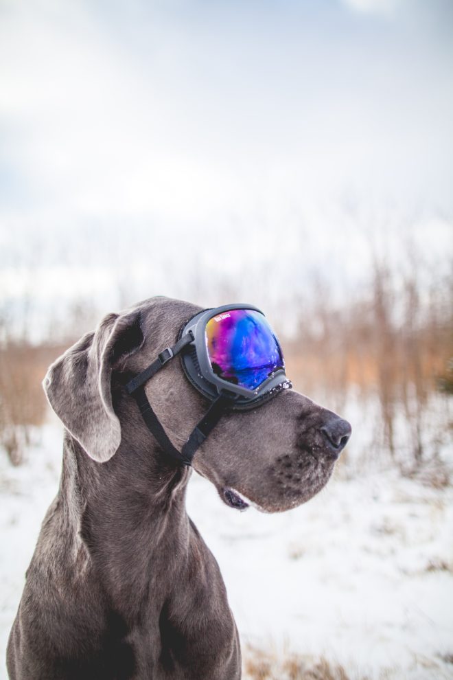 wallpaper et fond d'écran chien animal animaux drôle humour
