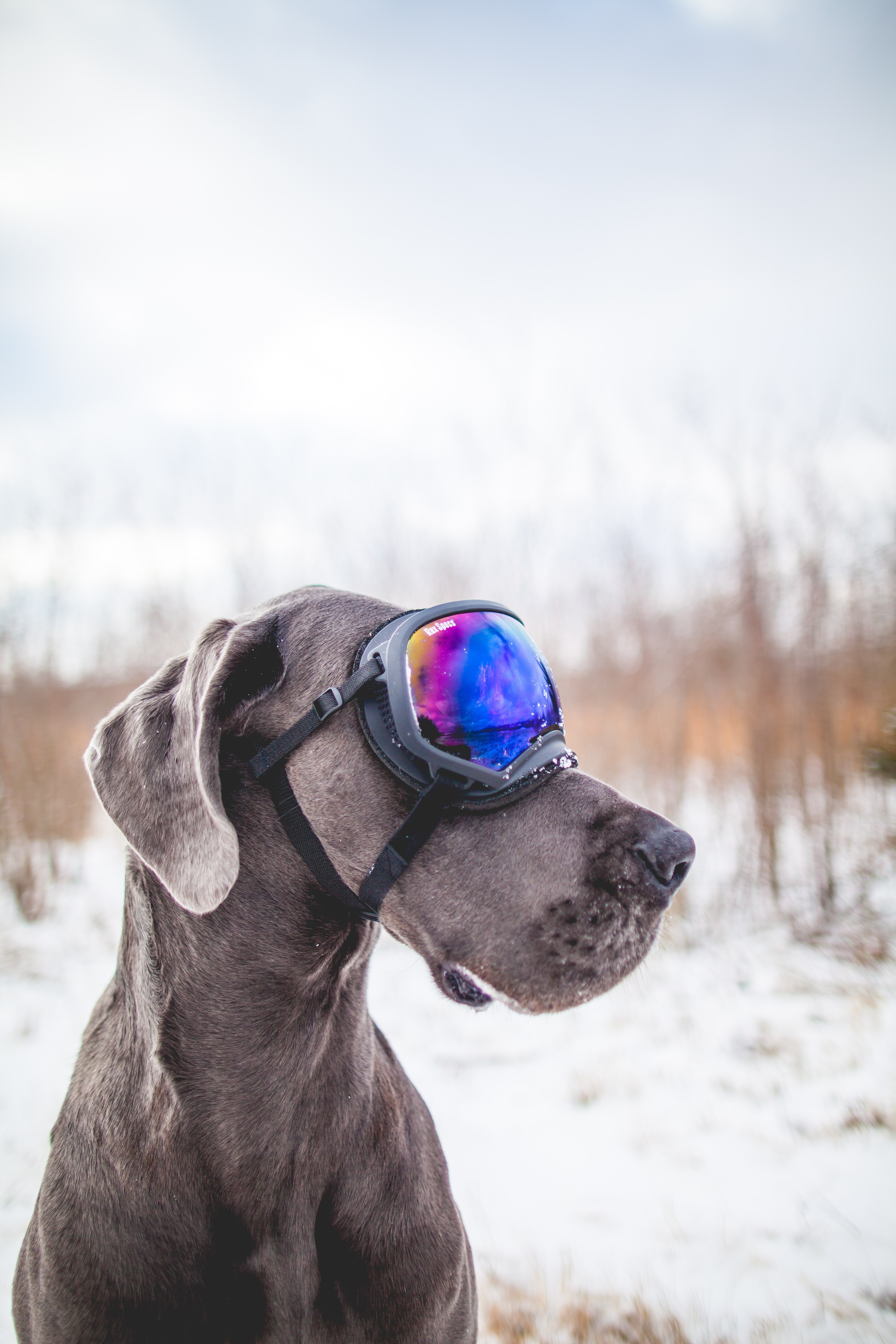 wallpaper et fond d'écran chien animal animaux drôle humour