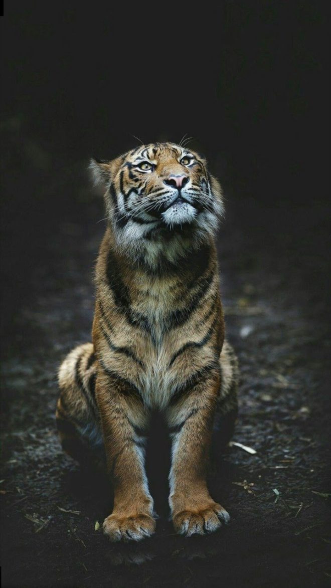 wallpaper et fond d'écran tigre animal félin animaux