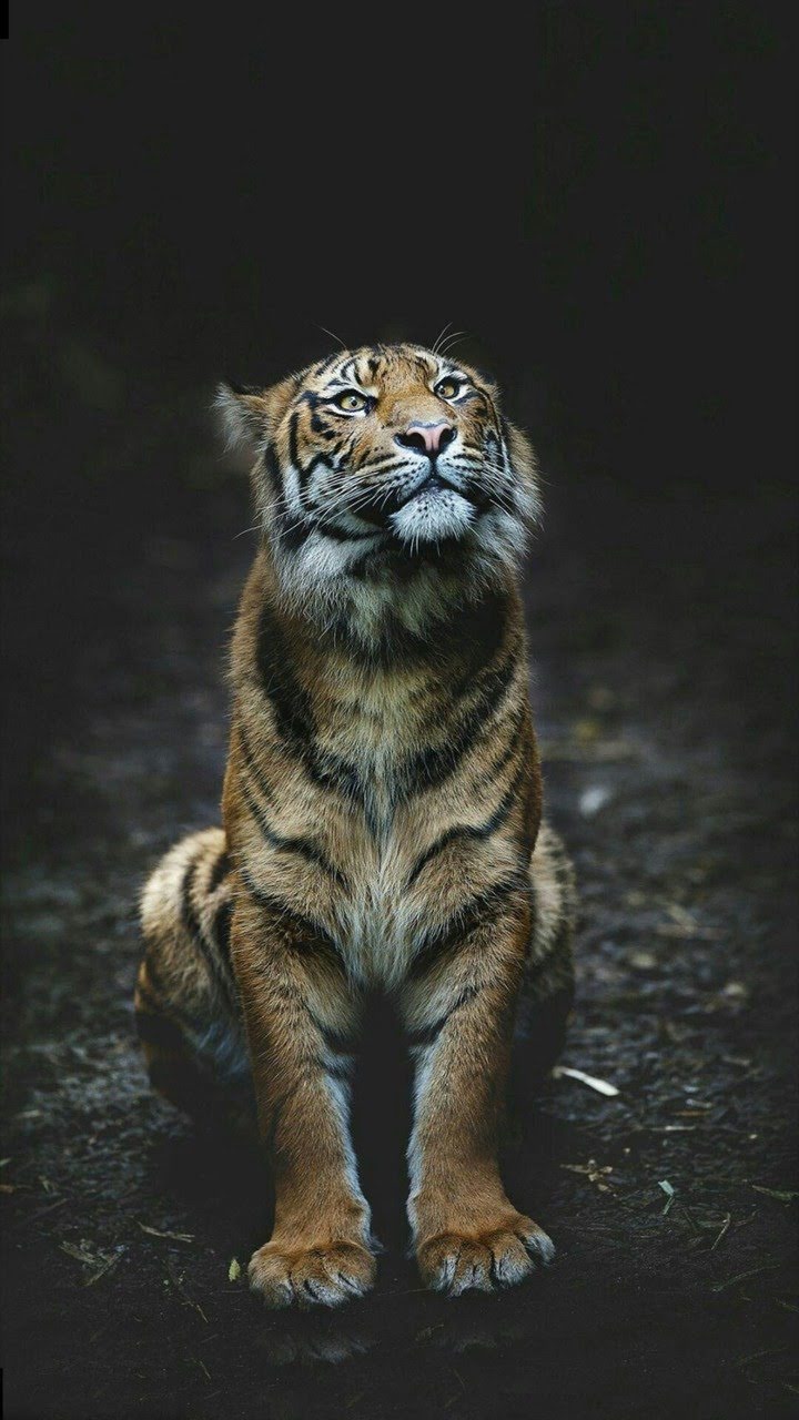 wallpaper et fond d'écran tigre animal félin animaux