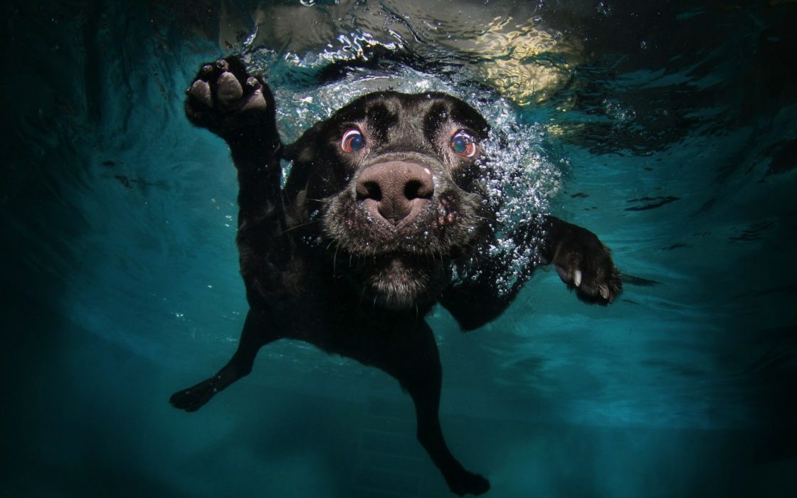 wallpaper et fond d'écran chien animal animaux eau humour dog animals