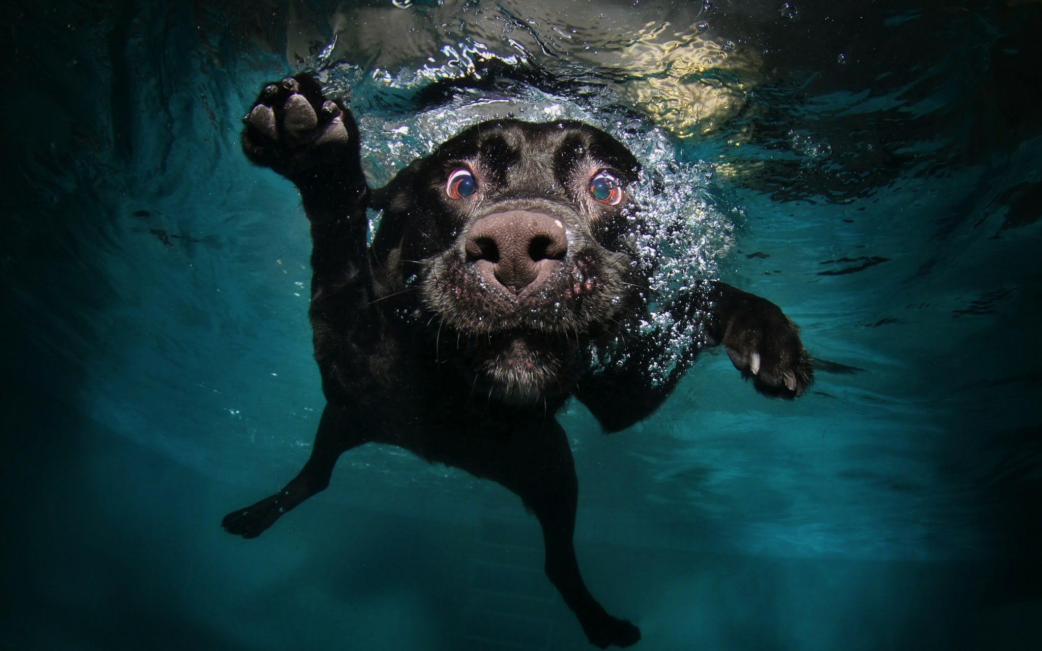 wallpaper et fond d'écran chien animal animaux eau humour