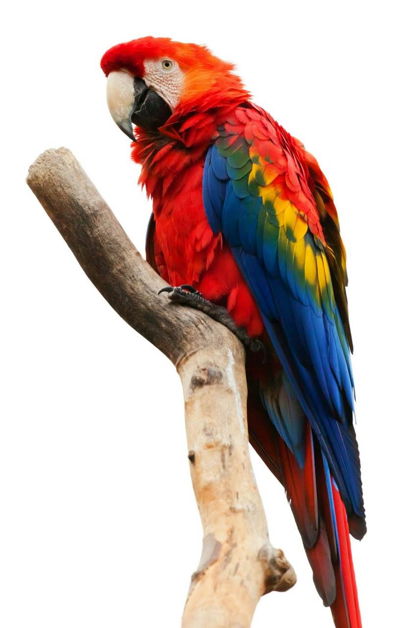 wallpaper et fond d'écran perroquet animal oiseau portrait animaux