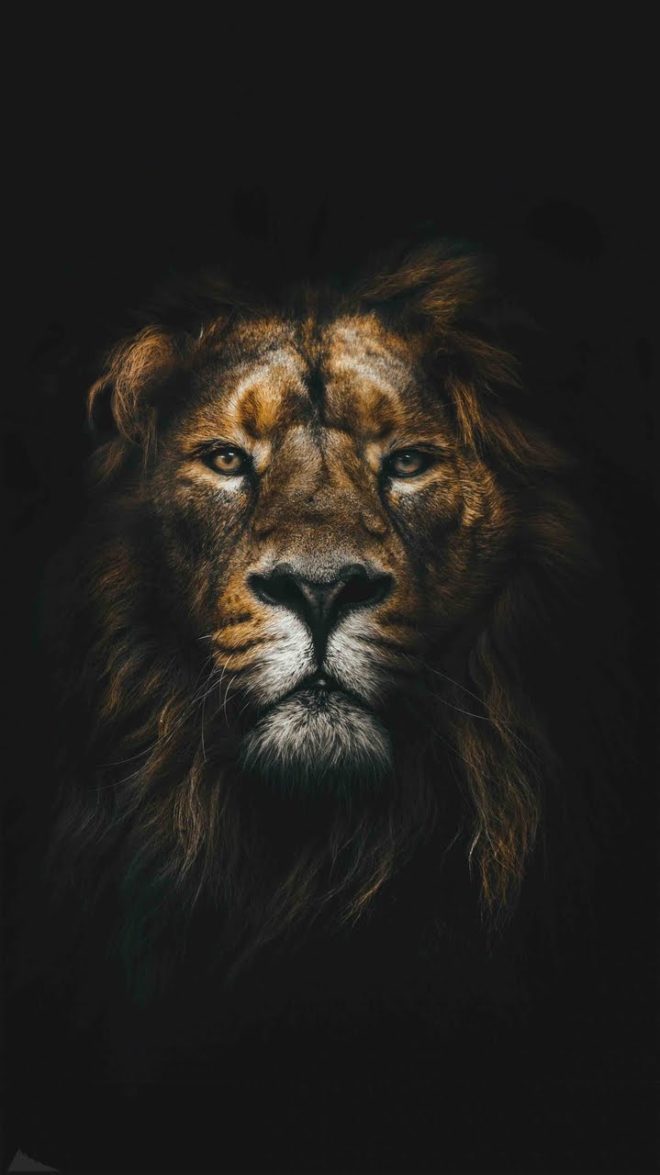 wallpaper et fond d'écran lion portrait animal animaux félin