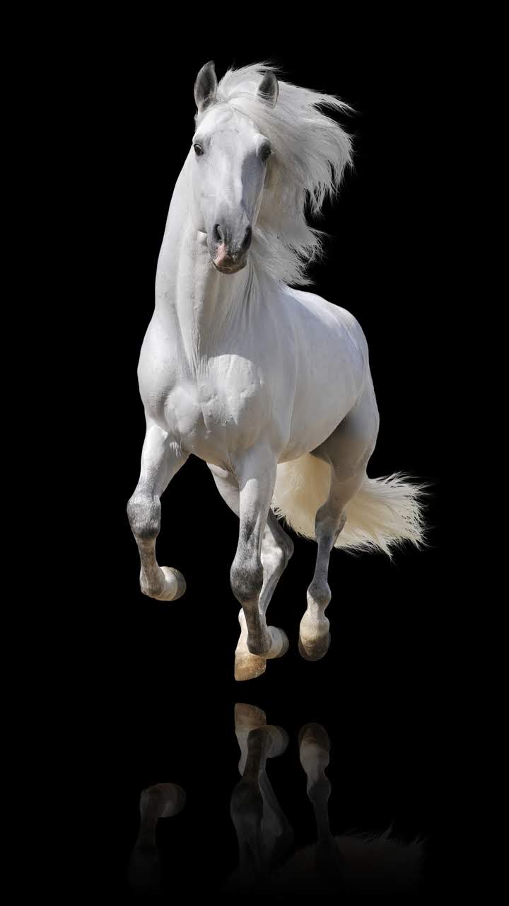 wallpaper et fond d'écran cheval animal animaux portrait étalon