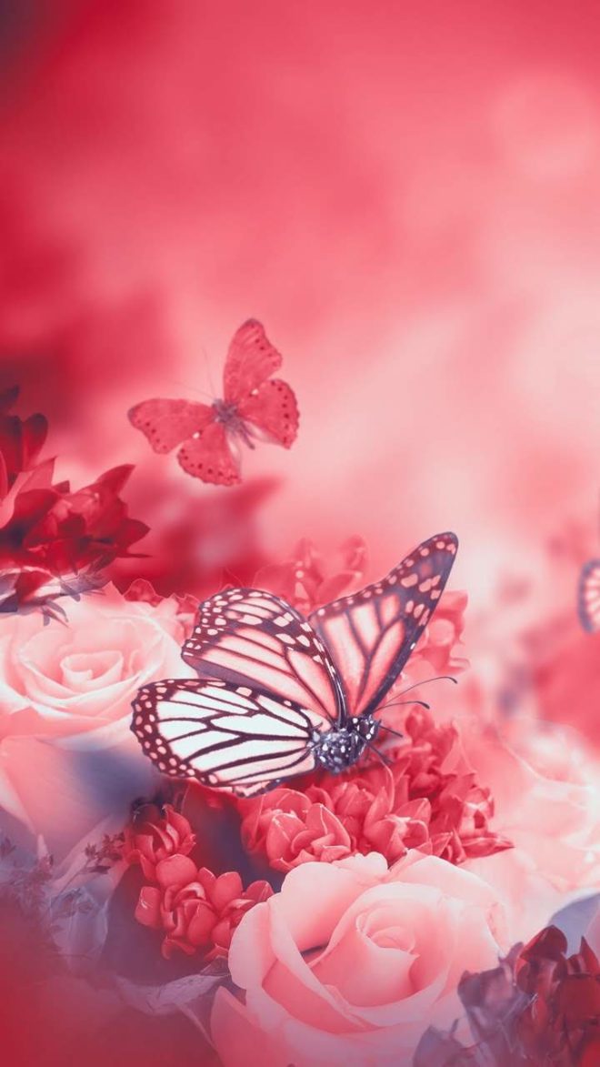wallpaper et fond d'écran papillon animaux animal douceur