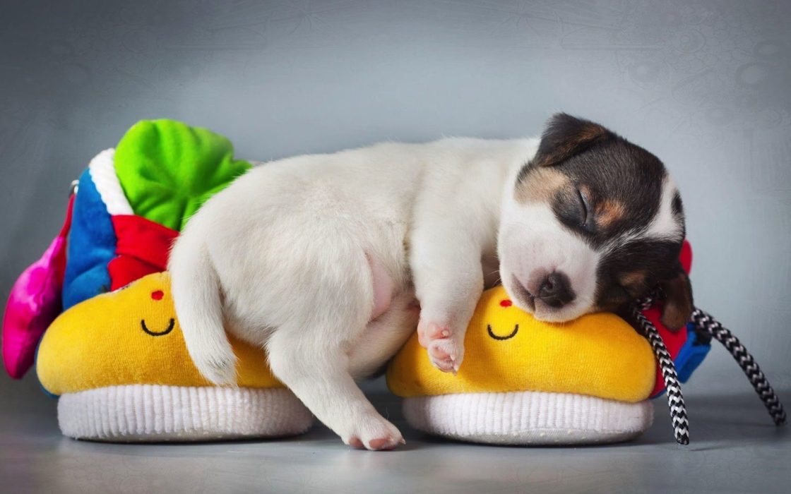 wallpaper et fond d'écran chien animaux repos dormir animal