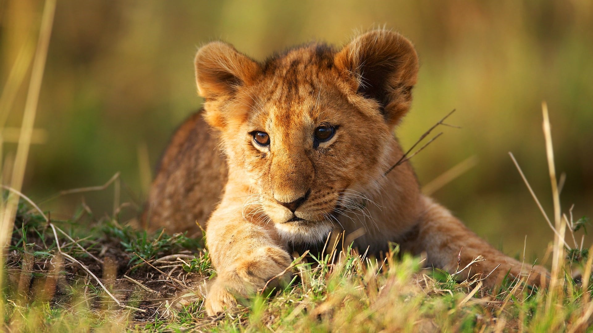 wallpaper et fond d'écran animal animaux bébé lion lionceau