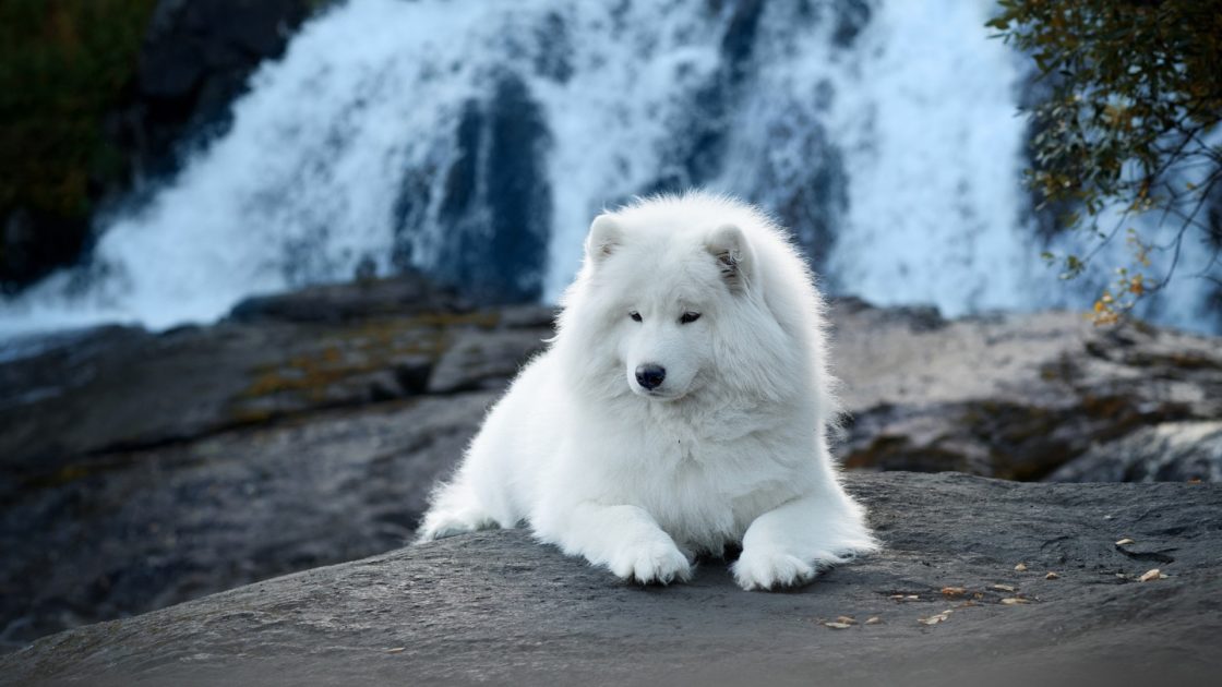 wallpaper et fond d'écran chien animal animaux race nature