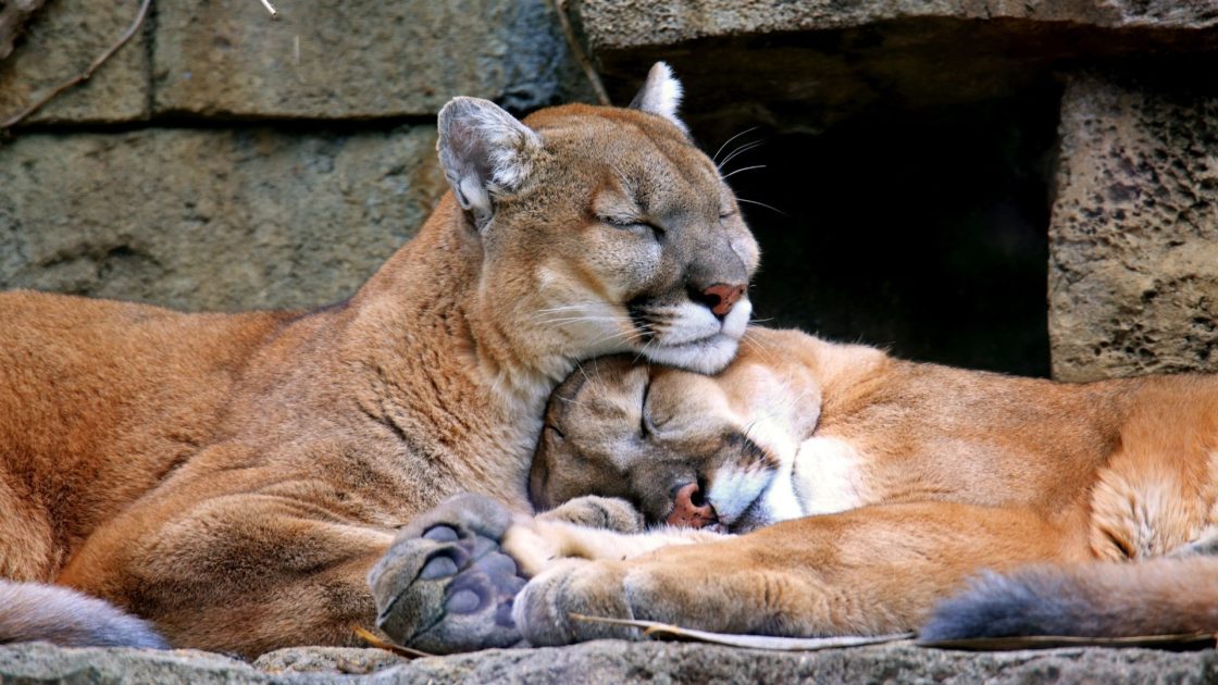 wallpaper et fond d'écran puma animaux animal félins tendresse amour