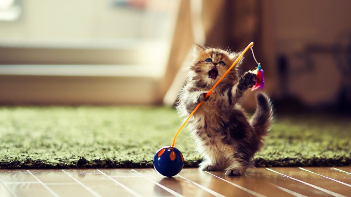 wallpaper et fond d'écran chaton chat animal animaux mignon