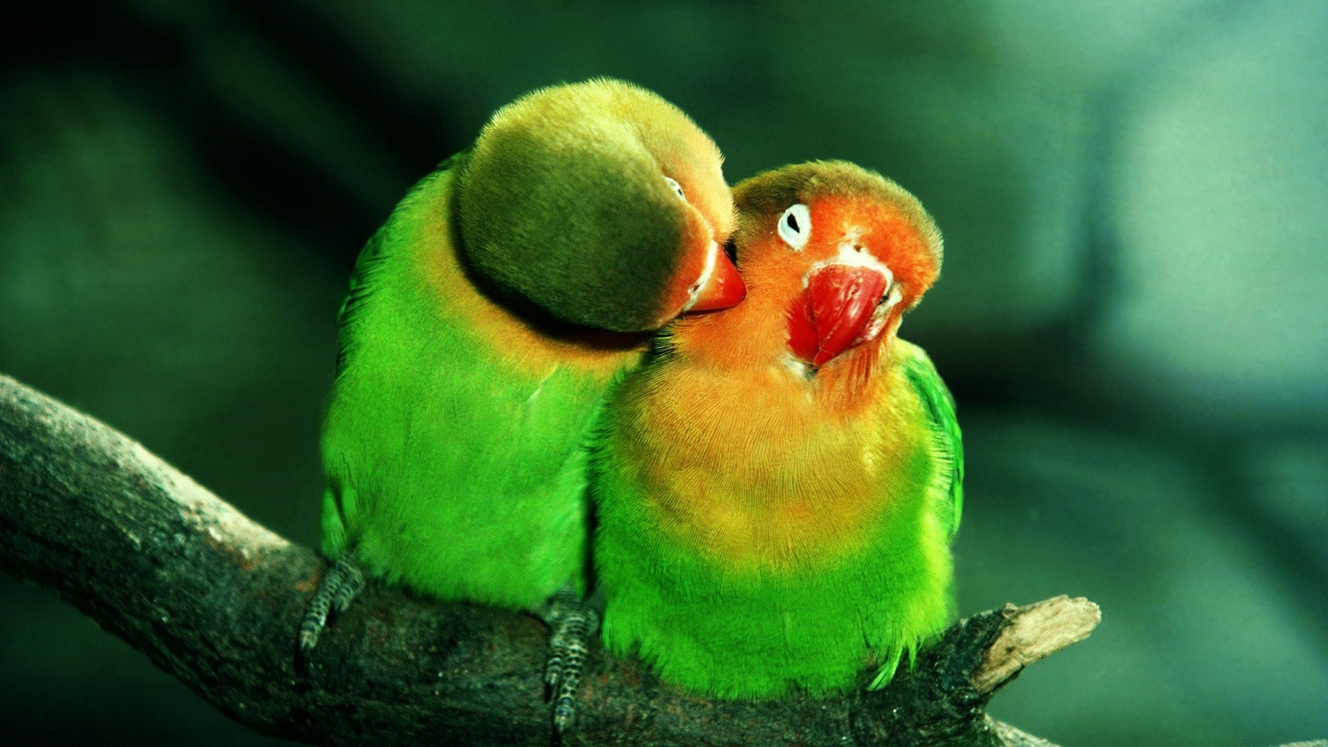 wallpaper et fond d'écran oiseaux amour animal tendresse