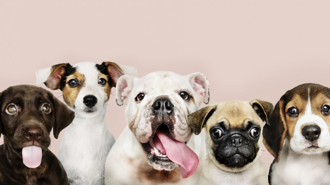 wallpaper et fond d'écran chiens animaux drôle portrait animal