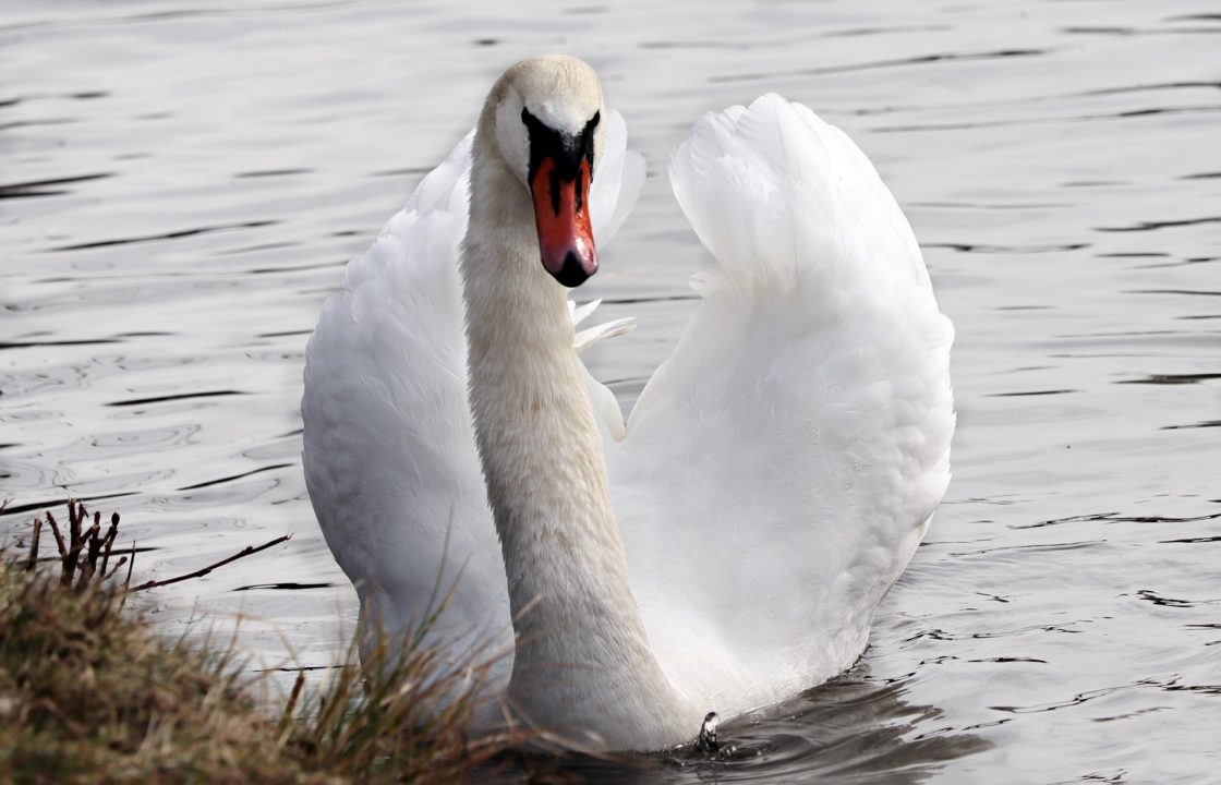 wallpaper et fond d'écran cygne animal oiseau