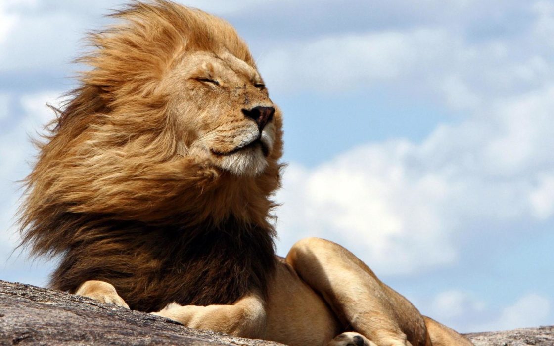 wallpaper et fond d'écran lion animaux animal portrait