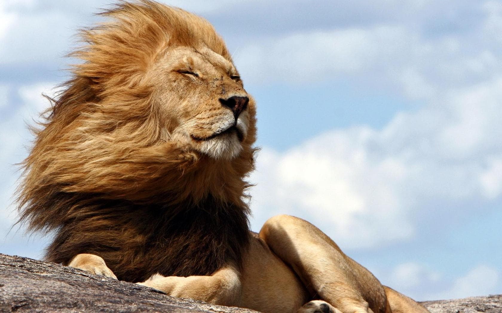 wallpaper et fond d'écran lion animaux animal portrait