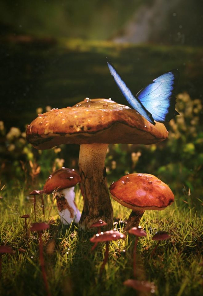 wallpaper et fond d'écran champignon fantasy papillon nature féerique