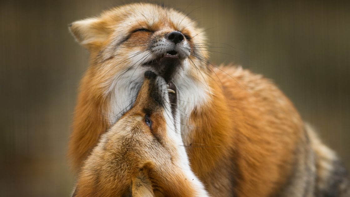 wallpaper et fond d'écran renard animaux animal tendresse câlin