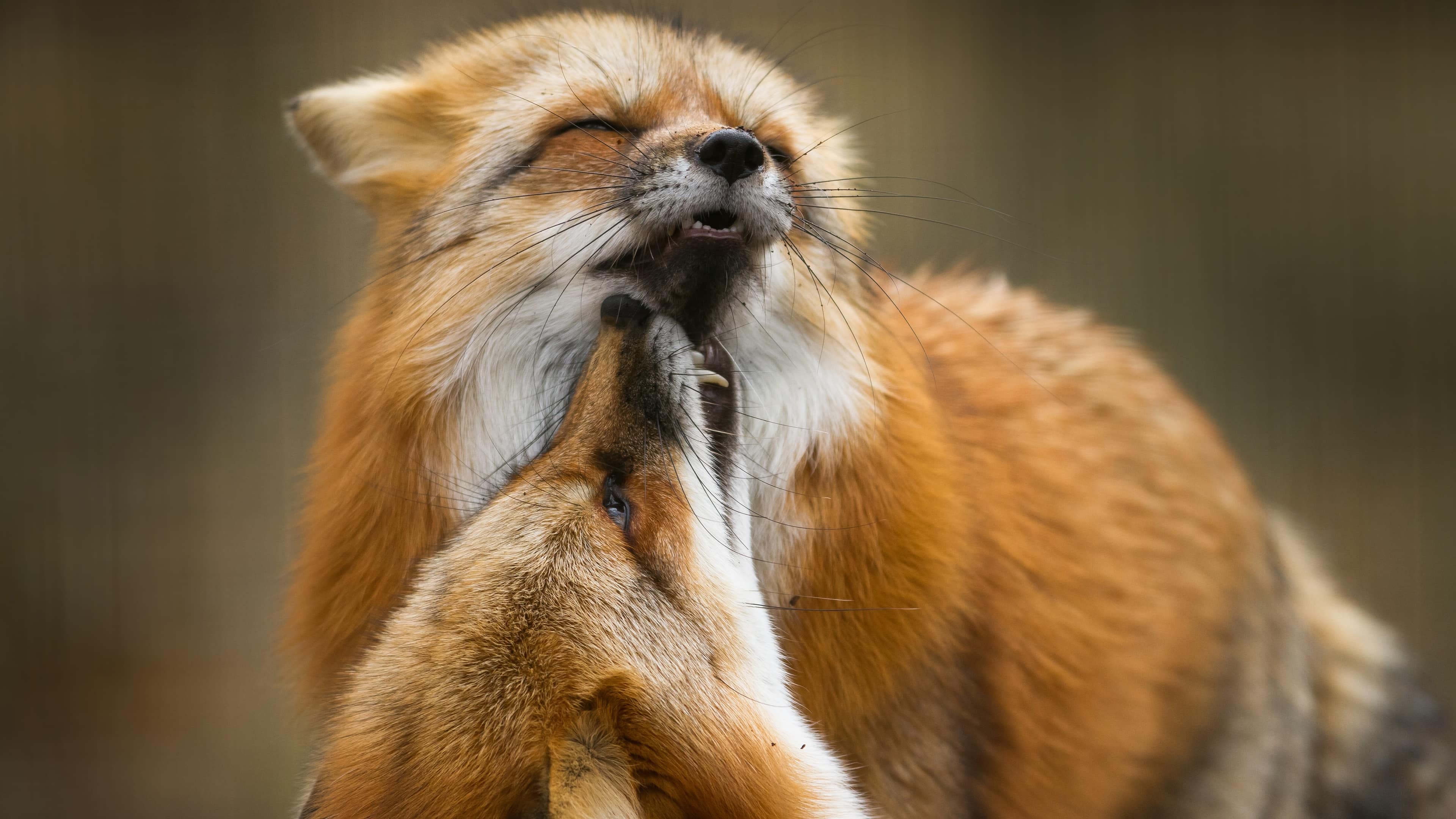 wallpaper et fond d'écran renard animaux animal tendresse câlin