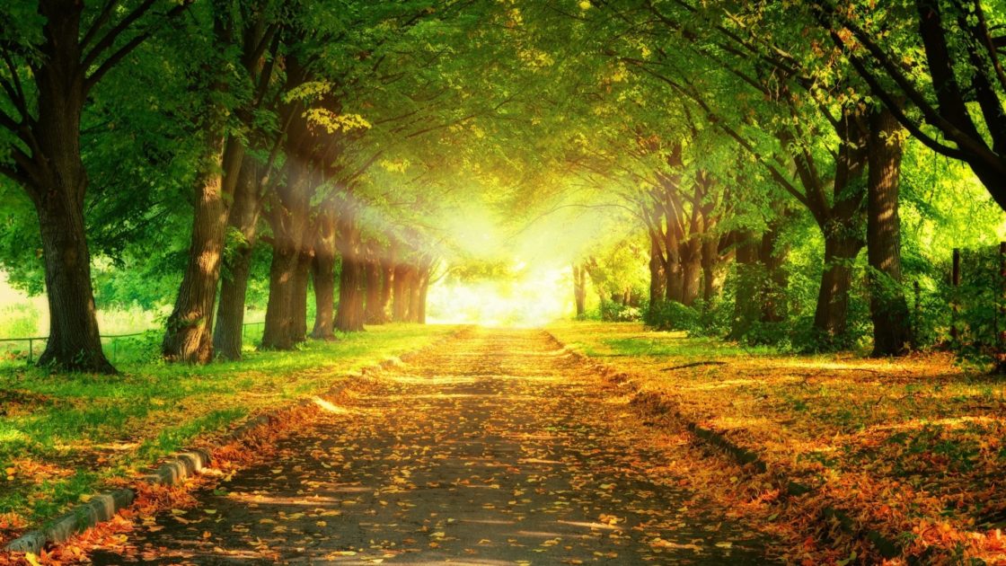 wallpaper et fond d'écran automne nature forêt paysage saison lumière