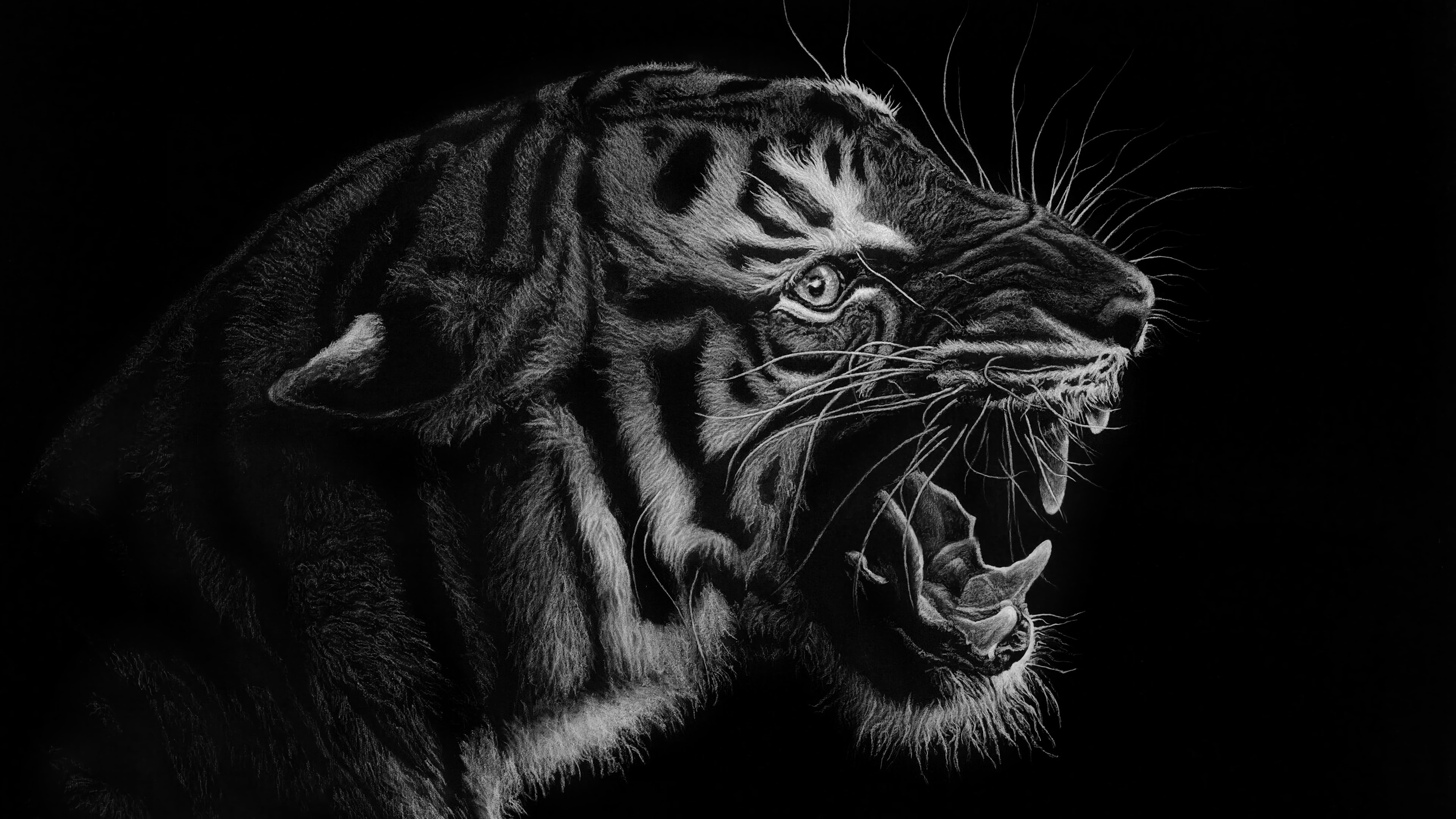 wallpaper et fond d'écran tigre noir et blanc animaux félin animal portrait fauve