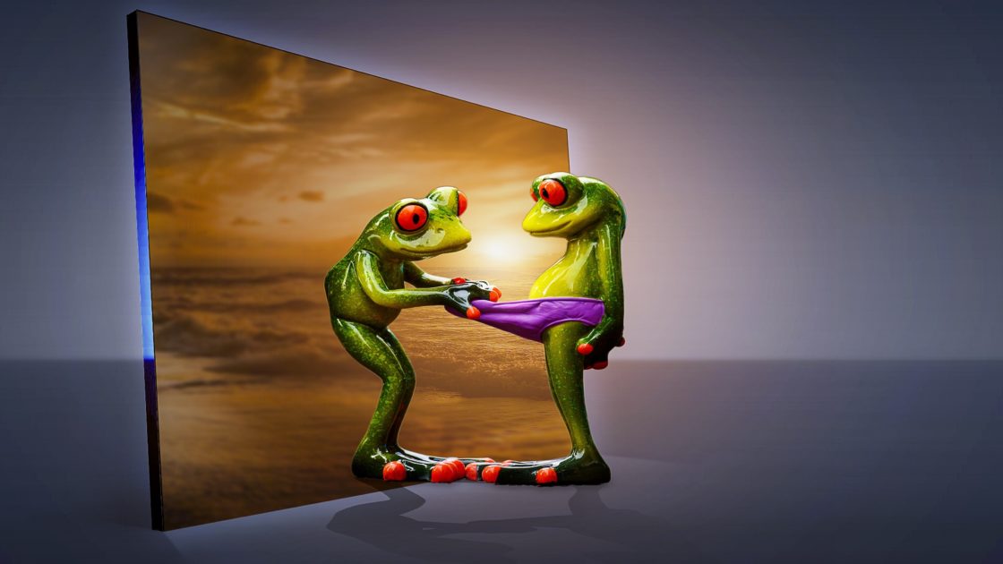 wallpaper et fond d'écran drôle de grenouille funny frog animals animaux humour humor amusant photo photographie picture image